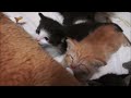 Eastland's Orphan Kitten Rescue 