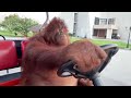 Orangutan driving golf cart to Nirvana - Something in the Way