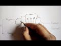 How to draw longitudinal section of flower step by step |Parts of flower | How to labelling a flower