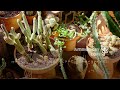 🌵Cactus Fun, Under the Sun 🌞 | Lo-fi, Work, Study, Focus, Chill, Relax, Sleep #lofimusic #lofi