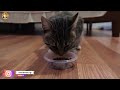 Alasan Kucing Suka Mengikuti Kita Saat di Rumah 🐈🐈