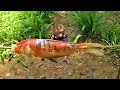 Baby monkeys go fishing for koi, goldfish and grill to feed the cats, so funny and cute