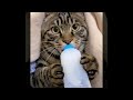 Funniest Animals 😄 New Funny Cats Videos 😹🐶 EP1