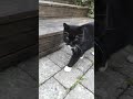 cat scratches his favourite pole