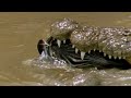 Crossing Over The Crocodile's Back Lead To Fatality