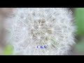 💮🌟 Il y a - There is - C.K.S. - Poésie française - Poetry - #pissenlit #dandelions #étoiles #star 🌃