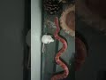 Warning Live Snake Attack on Live Mouse