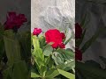 Variety of beautiful roses