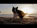Peaceful Energetic Calming Puppies At Play With Soothing Relaxation Ambiance Classical Music