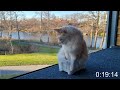Maine Coon Cat Buster Sits 1 Hour in a Box!