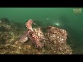 Giant Pacific Octopus Adventure | JONATHAN BIRD'S BLUE WORLD