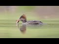 Hooded Mergansers by Eva Lee