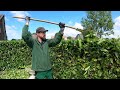 Trimming a laurel Hedge