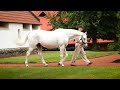 Tapit (USA) - Winners World Sire.