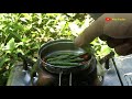 Water spinach stir fry miniature | mini food