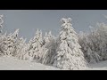 Zăpada și viscol in Poiana Fruntea Paltinului,munții Bârgăului / Drumeție de iarna.