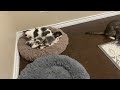 Cat’s Mom taking care of her kittens and other cats eating food #catlover #kitten #cat