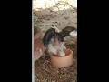 Cute baby pigeon