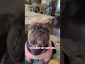 This cute frenchie is calling out Mom 👩 😆 🤣 😂 #dog #adorable #cutepuppy #puppy #dogshorts