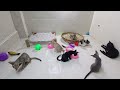 CLASSIC Dog and Cat Videos 🐶 😹 1 HOURS of FUNNY Clips