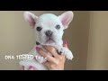 French Bulldog Self Whelping litter of 11! LILAC PLATINUMS natural delivery labour puppy journey