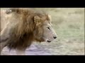 King lion under attack - BBC wildlife