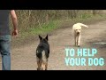 Online Dog Behaviour Courses - Trailer