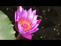 10 Interesting Facts about Sacred Lotus