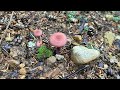 Hike to Annette Lake, Cascade Mountains, Washington | Forest and Alpine lake