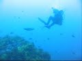 Giant Cuttlefish Attack SCUBA diver