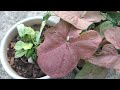 syngonium plant care // low maintenance indoor plant// arrowhead plant cutting