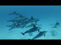 The Best 4K Aquarium for Relaxation  Relaxing Oceanscapes - Sleep Meditation 4K UHD Screensaver