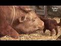 Cow Gets Separated From The Dog That She Raised.. (Part 2) | Kritter Klub