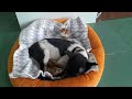 Best Funny Animals 2024🐶Funniest Dogs and Cats😪🐶 part 2