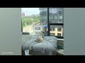 Watch and TRY NOT TO LAUGH 🤣 Funny dog videos 2024