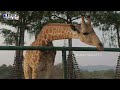 Zoo & African Safari Animals Stuck in Mud! | Wildlife Education for Kids | Kidiez World TV