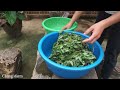 How to make cakes from cassava roots - the life of a poor single mother - Bui Kim Chang