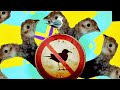 Scuba Looters - No Birds