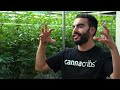 Hybrid Farms: Dr. Robb Farms and Palomar Craft Cannabis (CannaCribs)