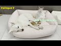 Amazing Actions of a Jindo Dog Mediating Cat Integration