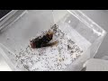 1万匹のアリの巣にオオスズメバチを投入