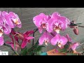 This magical water instantly revives any rotting orchid