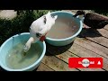 I made fruit ice cubes for my ducks in the hot summer days. Enjoy!!