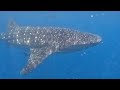 Amazing experience with a Whale Shark - Holbox Island Mexico