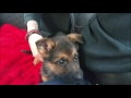 I Got A German Shepherd Puppy! | NerdVlog