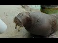 Wonderful walrus sounds!