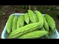 How to grow bitter melon in tires for families without gardens, fertilizer from beer