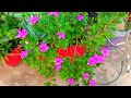 how to make bonsai from vinca plant (सदाबहार）#vinca #bonsaitree #thickness #trending #gardening #diy