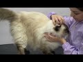 Top 10 BIGGEST Domestic Cat Breeds