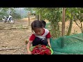 Poor Sister - Harvesting hot peppers to sell for money to make a living